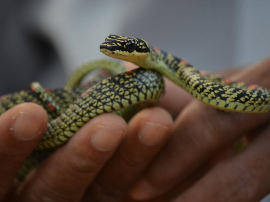 Snake Farm Thelijjawila景点图片