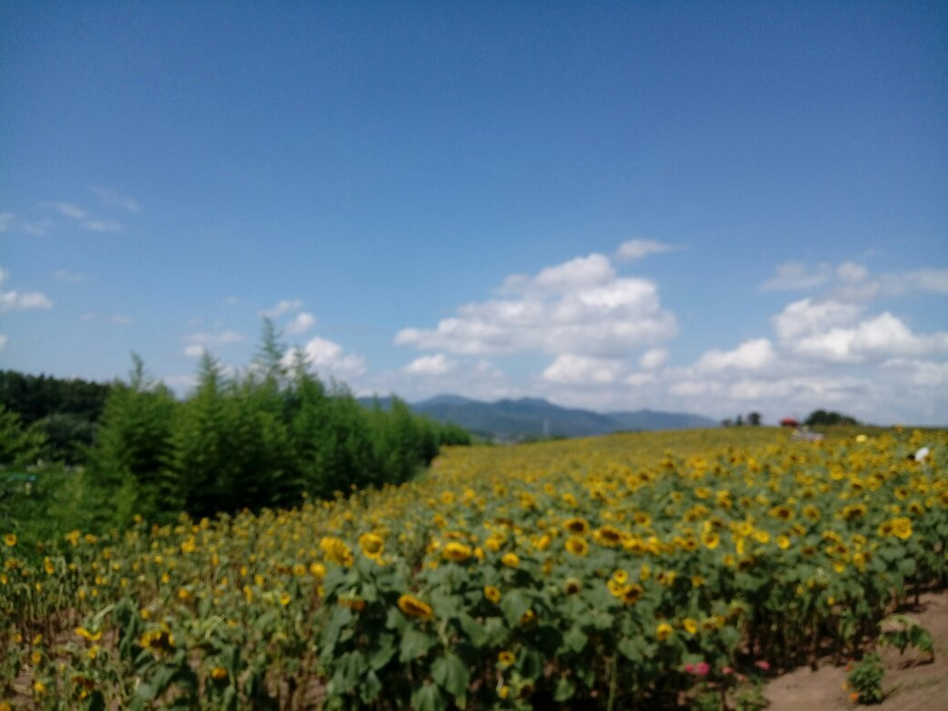 Gangju Sunflower Village