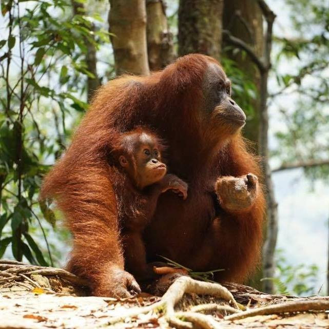 Sumatra Orangutan Trip