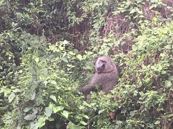 Wild Hikes Rwanda-吉佳利必去景点