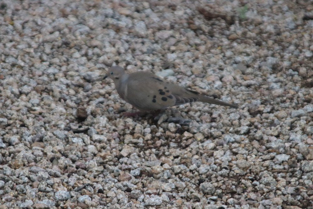 Glendale Public Library-格兰岱尔必去景点