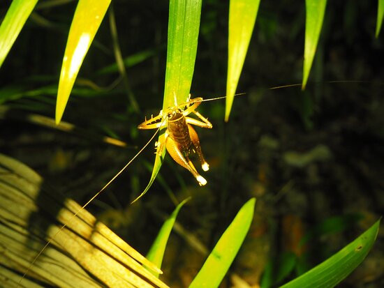 Jungle Escapes Adventures & Tours-Cape Tribulation必去景点