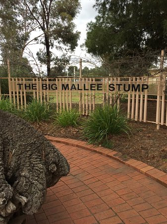 Big Mallee Root Stump-Ouyen必去景点