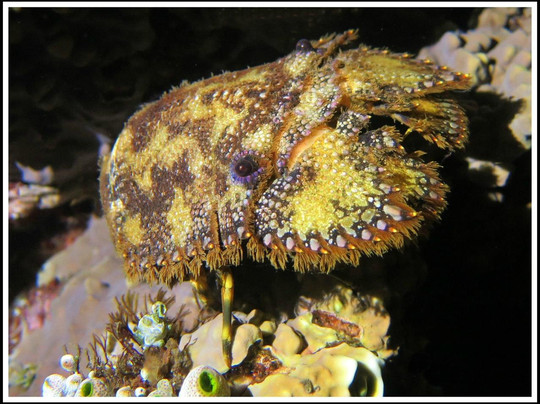 巴厘岛亚特兰蒂斯潜水中心-沙努尔必去景点