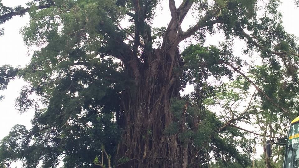 Maria Aurora旅游攻略图片