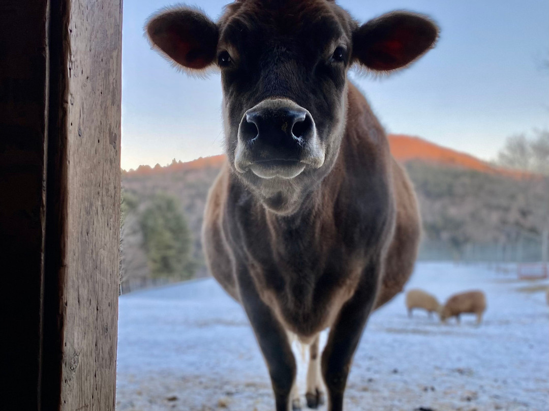 Tunbridge旅游攻略图片