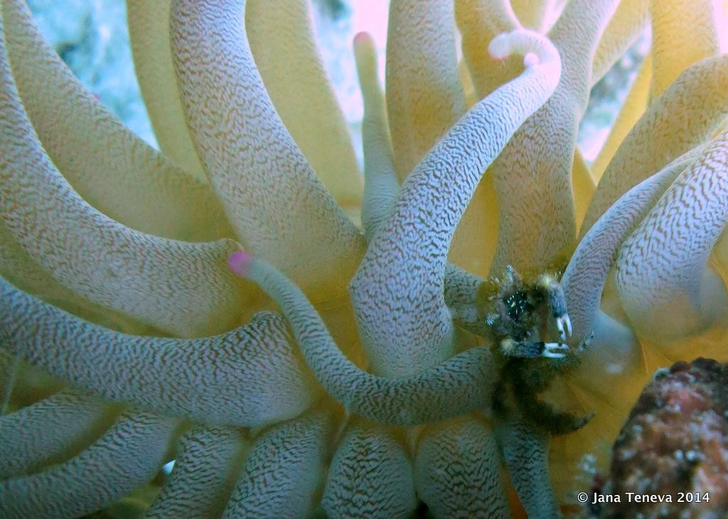 Man'balaou Club de Plongée