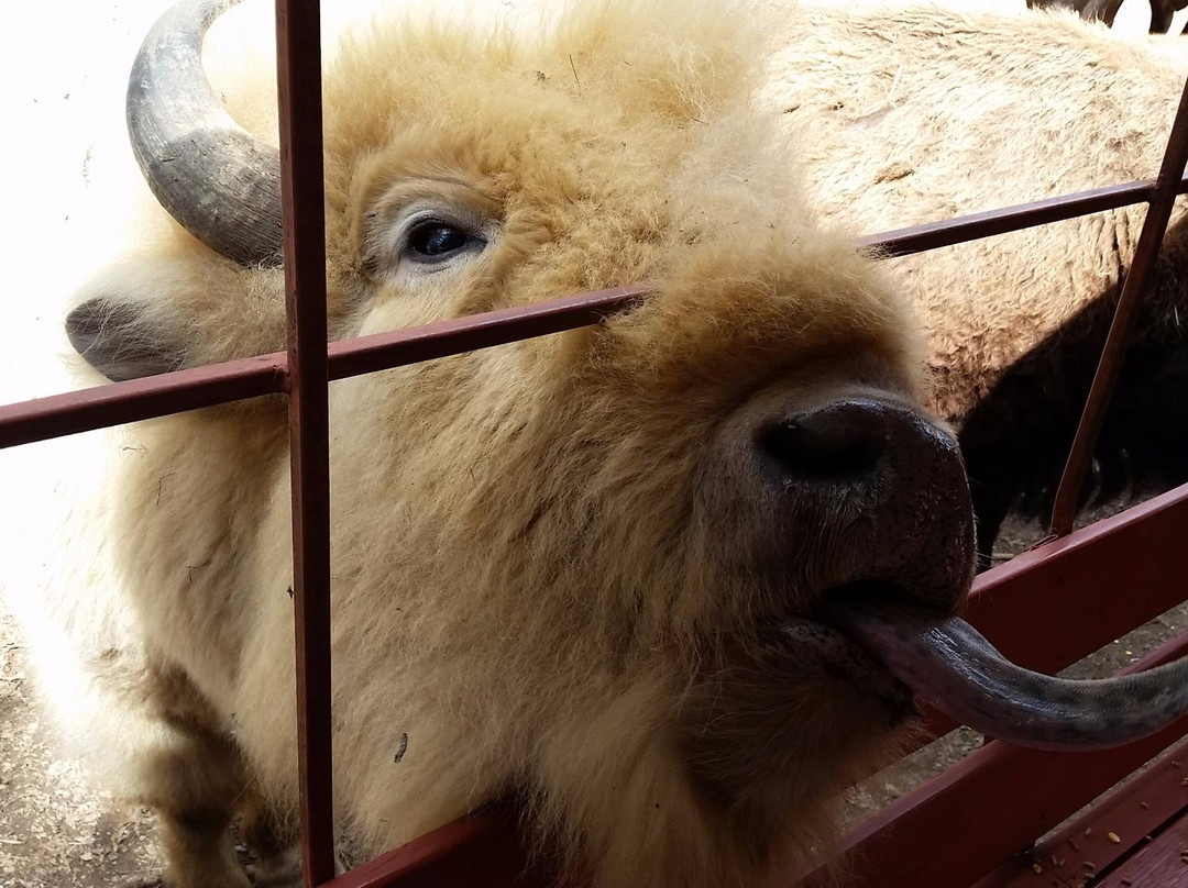 Briarwood Ranch Safari Park-莫利斯敦必去景点