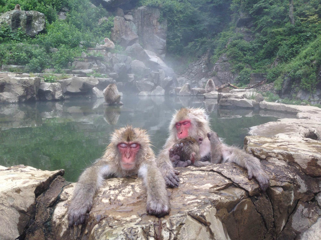 Snow Monkey Resorts-长野县必去景点