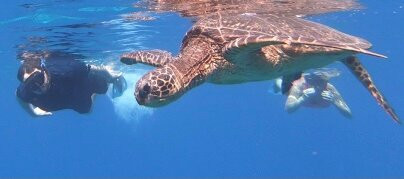 Hawai'i Surf and Kayak-普阿克必去景点