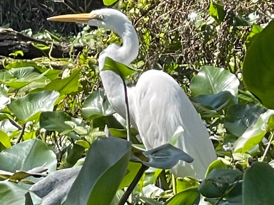 Silver Springs Kayaking LLC-Silver Springs必去景点