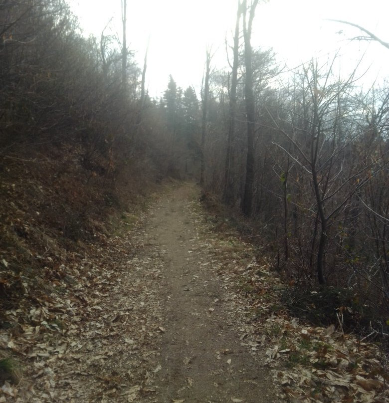 Parco Alpe del Viceré景点图片