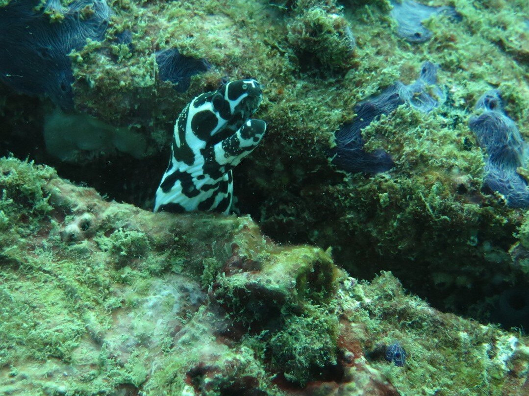 Aqua One Dive | Padi 5-star Idc-Sakhu必去景点