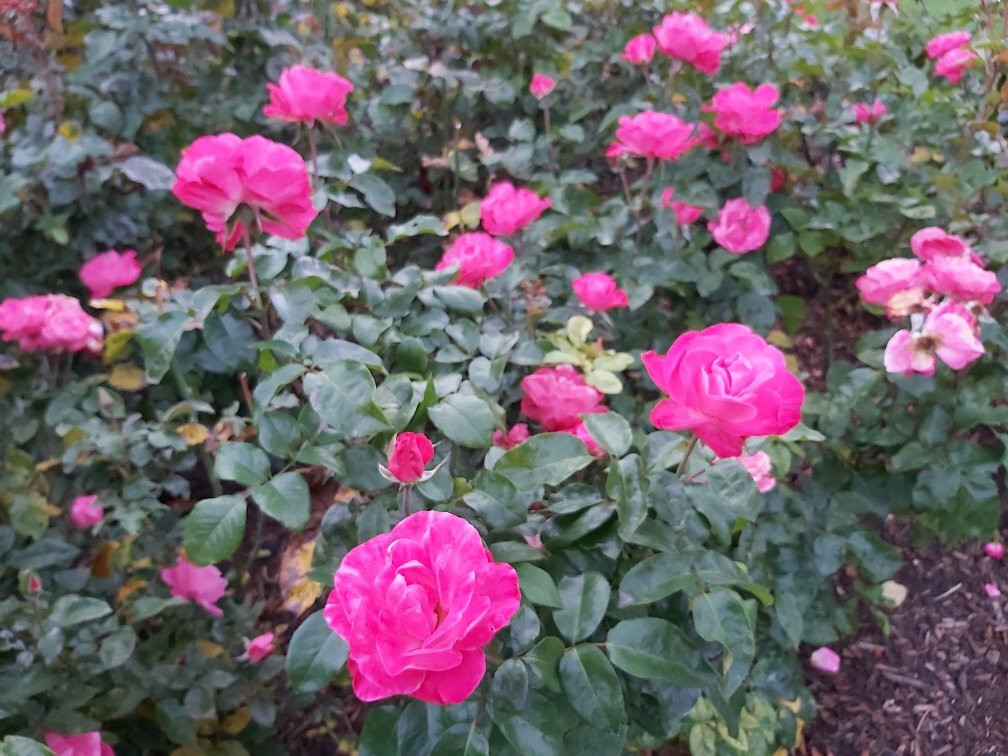 帕内尔大道-奥克兰中心地区必去景点