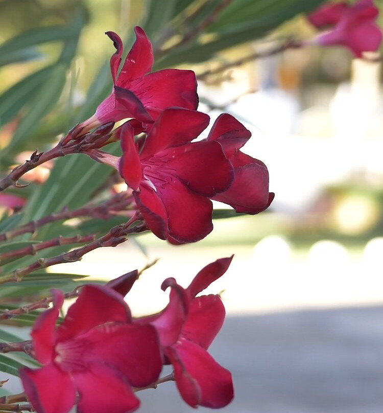 El Condor Hotel Spa主图