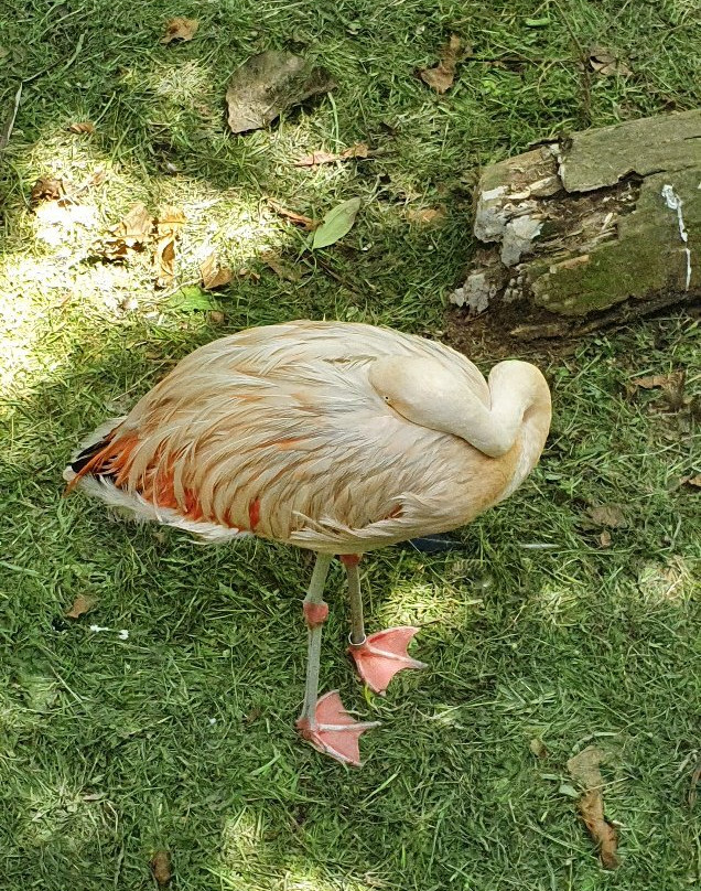 Orchid Garden-桑托斯必去景点