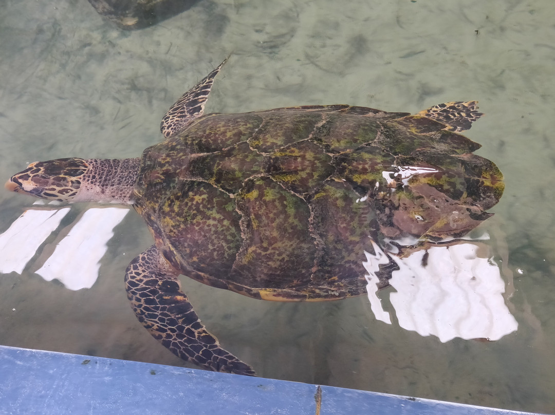 Victor Hasselblad Sea Turtle Research & Conservation Center景点图片