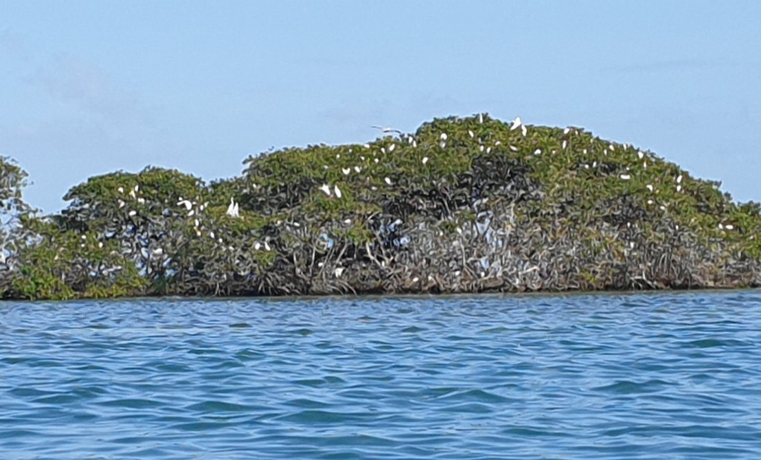 Grand Cul-de-Sac Marin-Basse-Terre必去景点