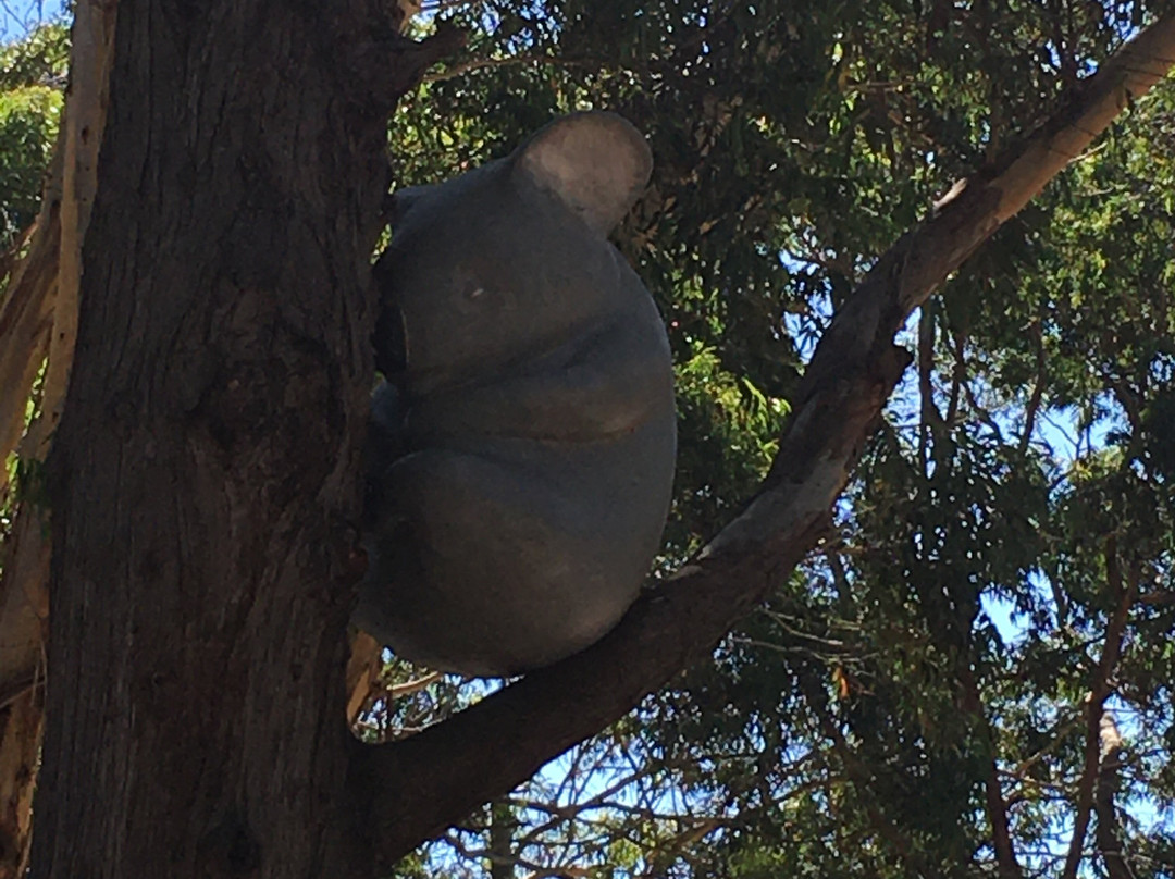 Port Stephens Koala Sanctuary景点图片
