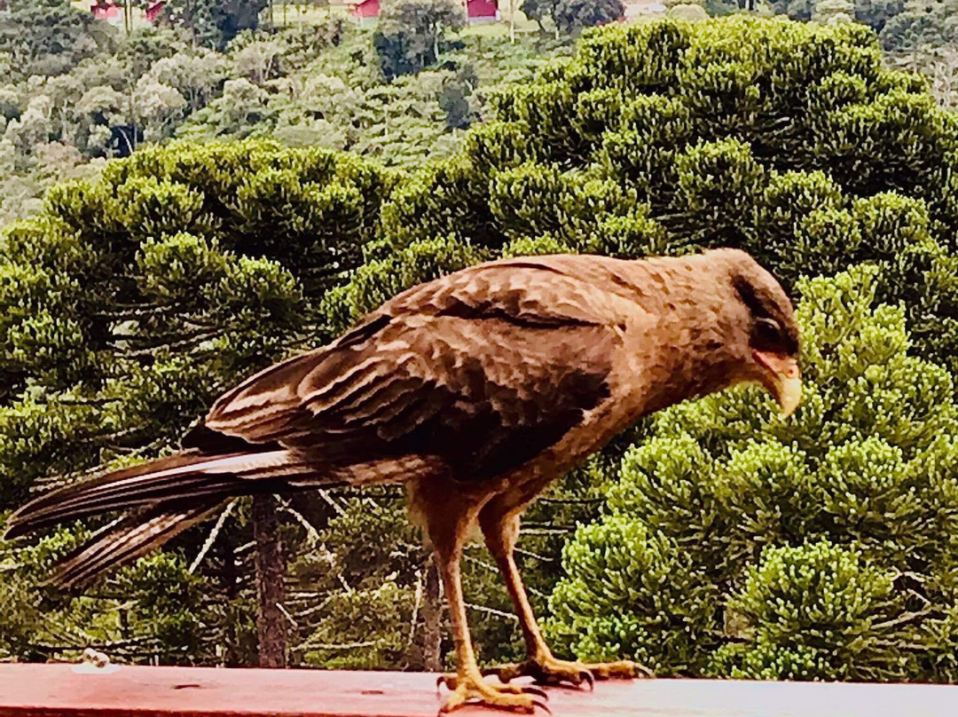 Fogo Eterno Pousada De Altitude主图