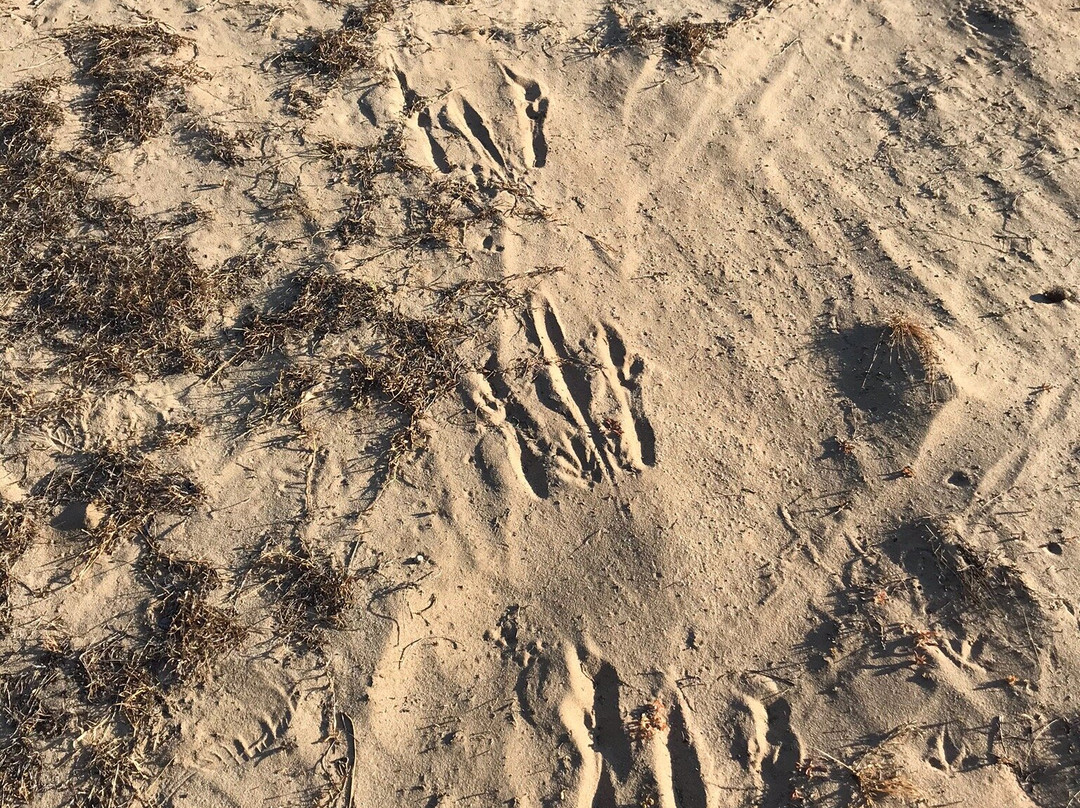 Cooktown Golf Links at Walker Bay-库克敦必去景点