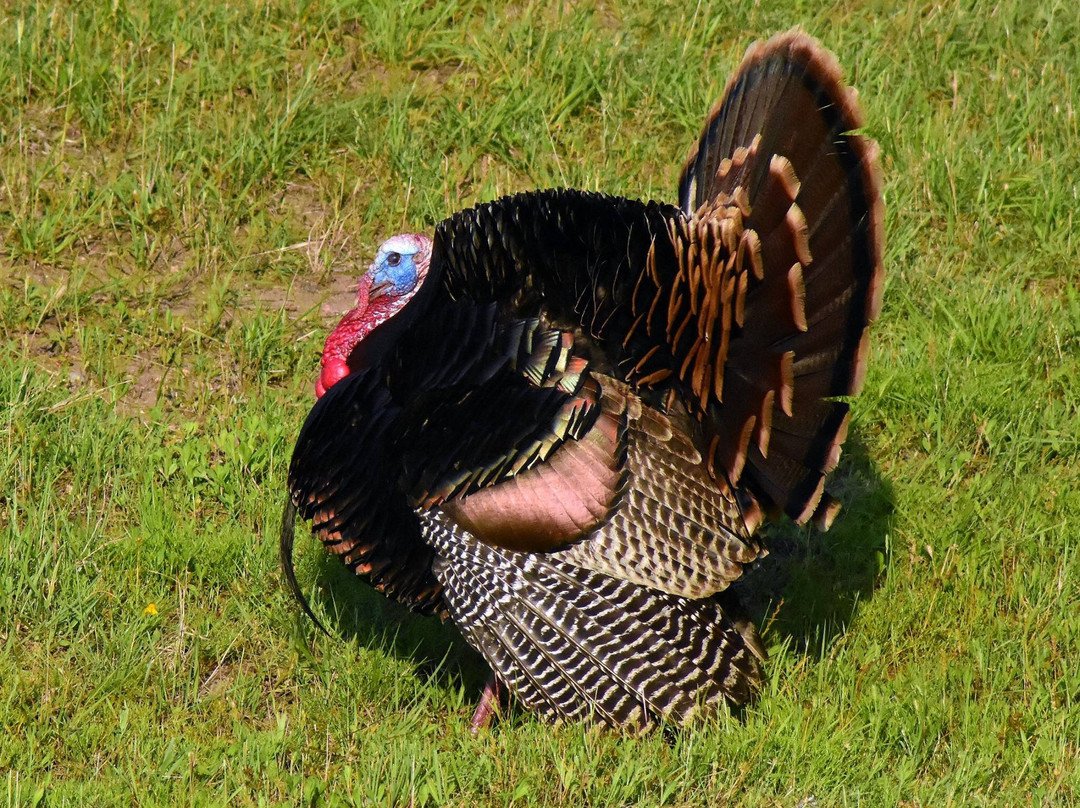 McCown Valley Park-Whitney必去景点