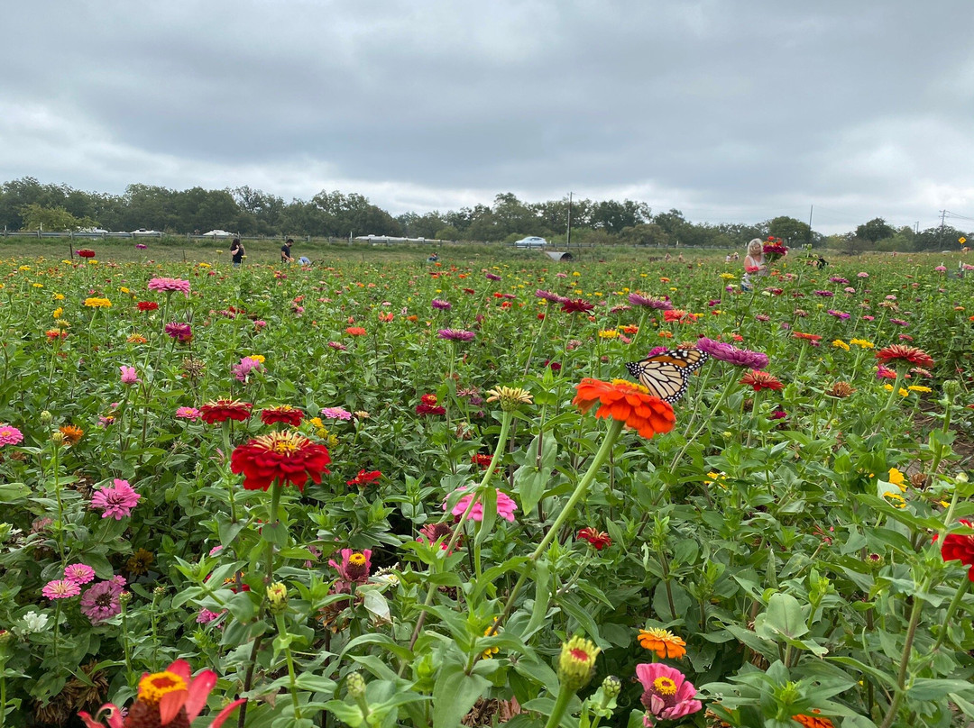 Sweet Berry Farm-Marble Falls必去景点