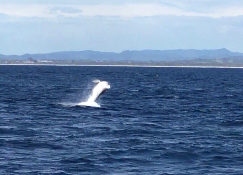 Coolangatta Whale Watch-堤维德岬必去景点