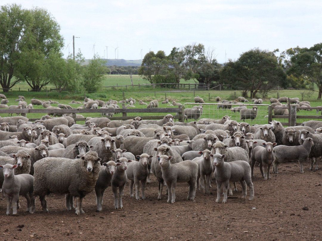 Gippsland Food Adventures - One Day Tours景点图片