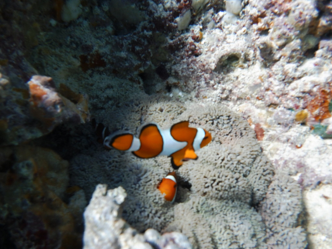 Jaburo-Ishigaki-jima必去景点