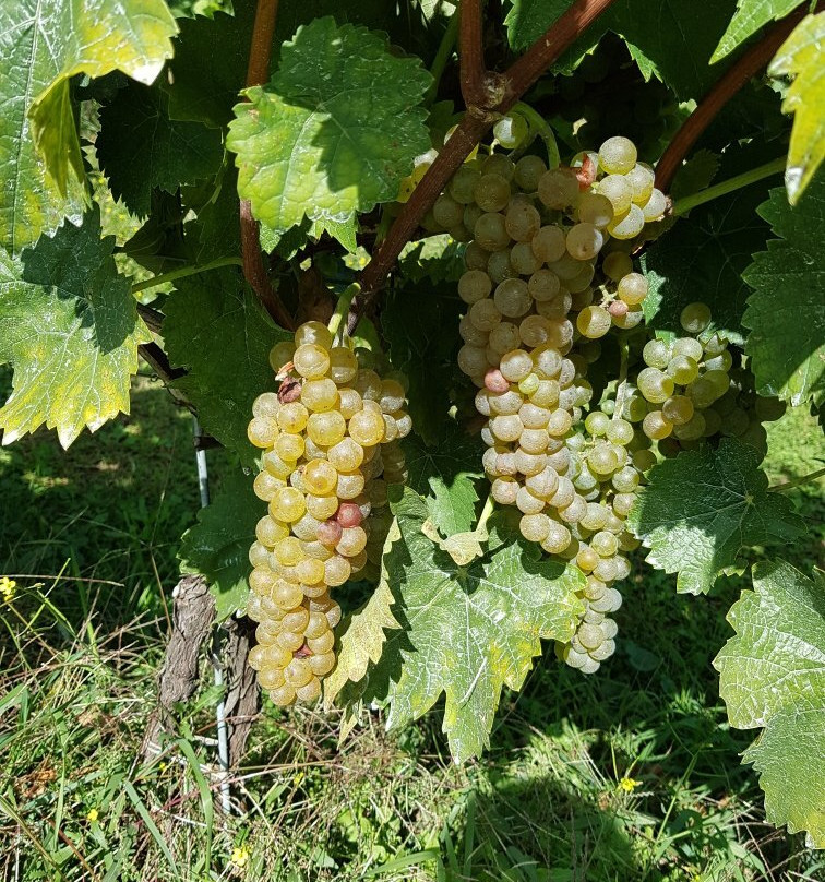 Aleksander Estate Winery-Kingsville必去景点