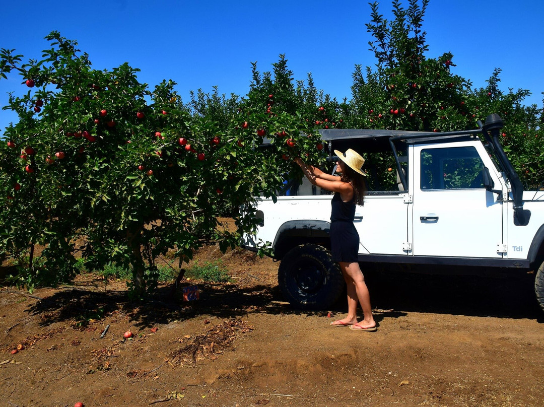 Gazelle - 4x4 Geopolitical Tours - Erez Zukerman-Merom Golan必去景点