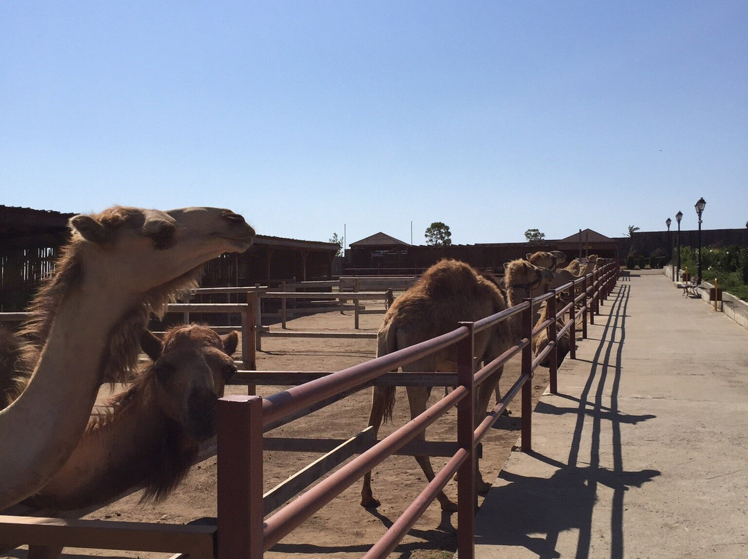 Camel Park Sunny Beach景点图片