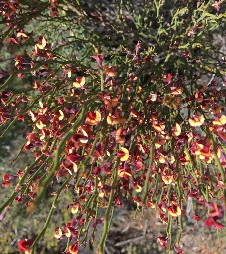 Billyho Bushwalk-Kaniva必去景点