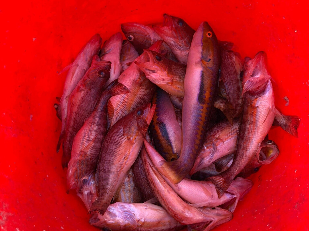 The Angler-帕福斯必去景点