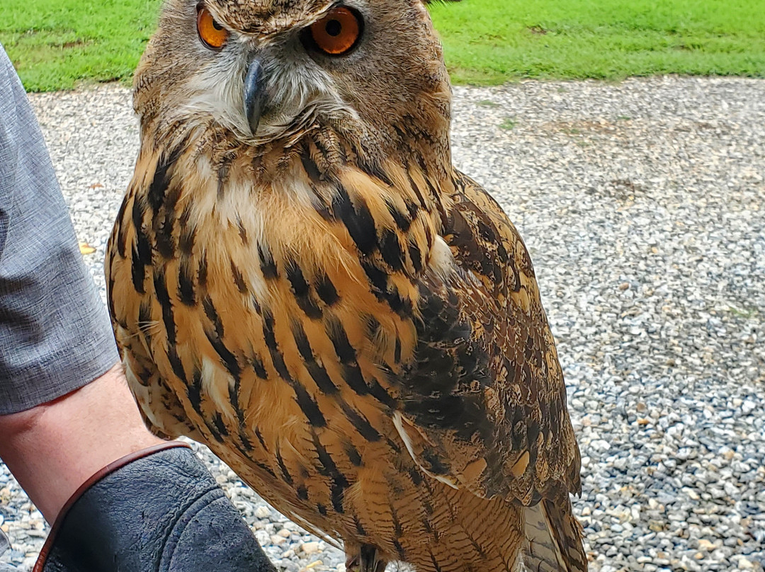 Georgia Mountain Falconry景点图片