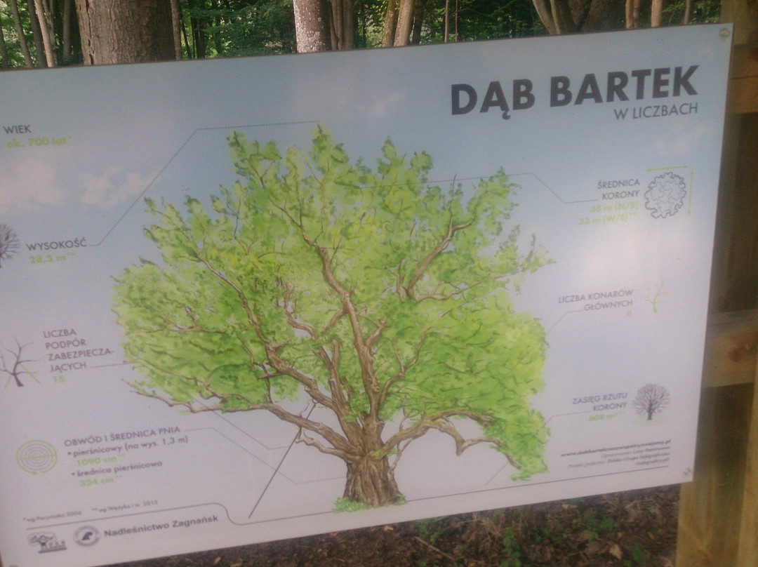 Bartek Oak Tree-Zagnansk必去景点