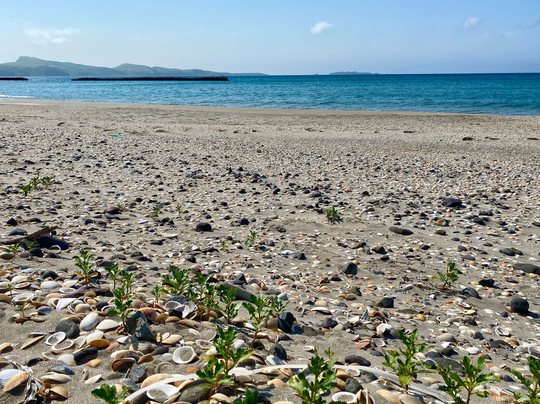 Kaigarahama Beach-礼文町必去景点