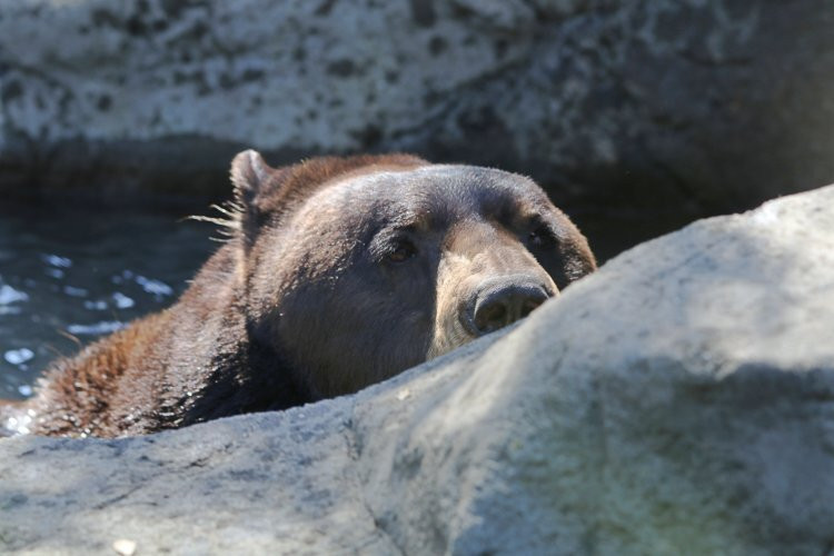 Folsom City Zoo Sanctuary-佛森必去景点