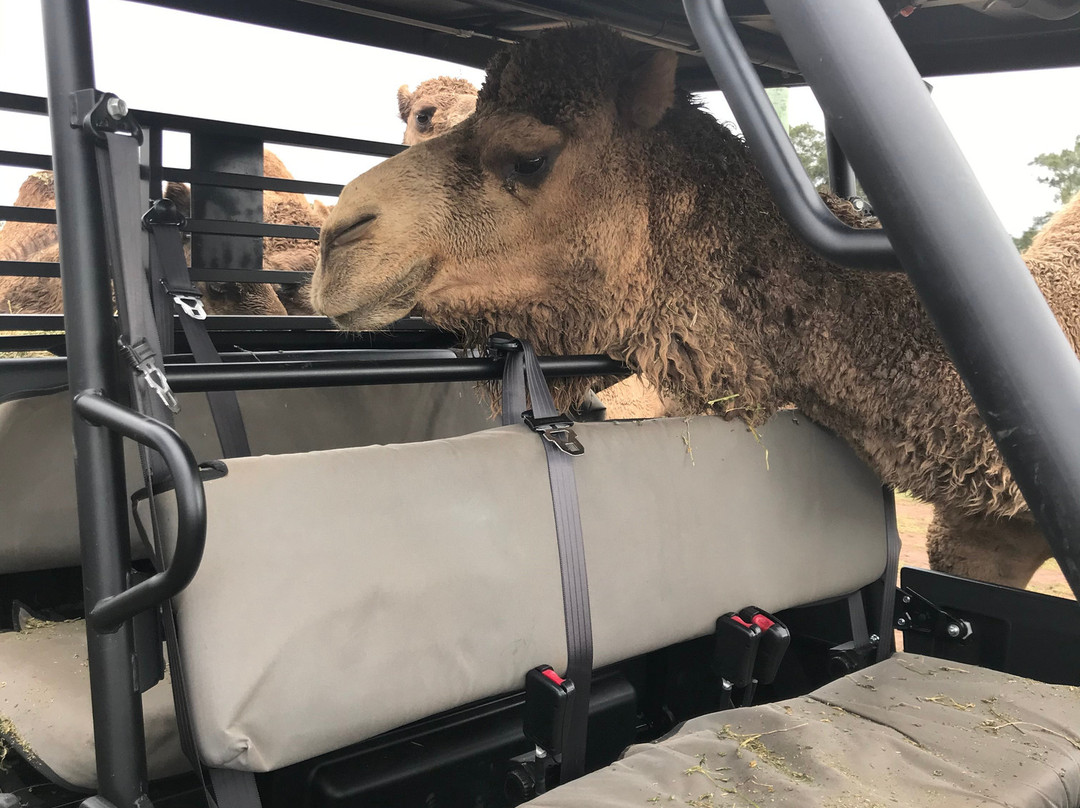 Camel Milk NSW-Muswellbrook必去景点