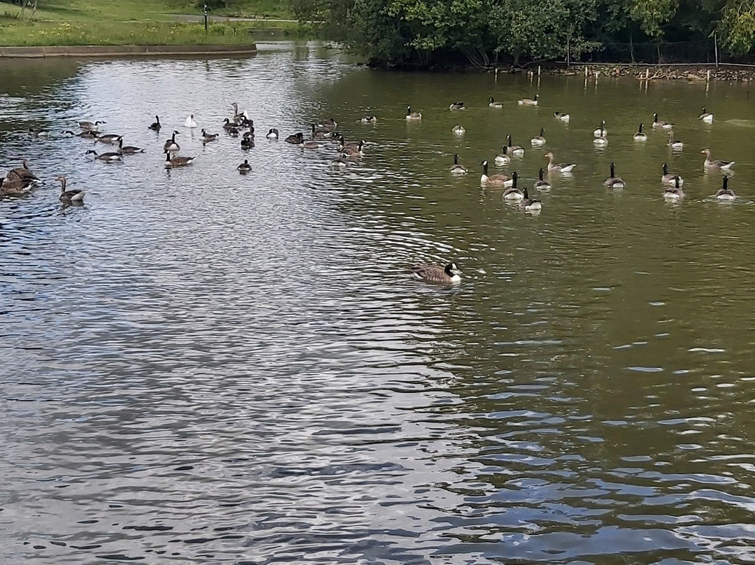 Sandall Park景点图片