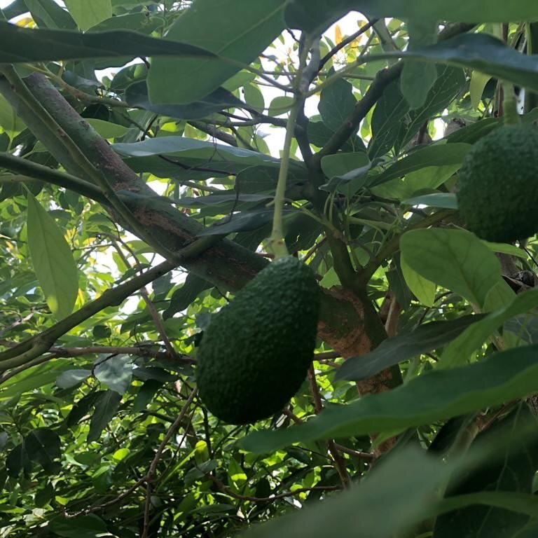 Herut旅游攻略图片