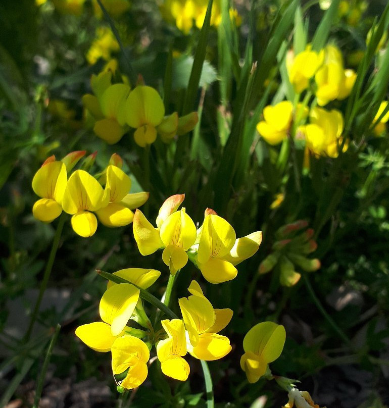 Maple Grove Dog Park-温尼伯必去景点