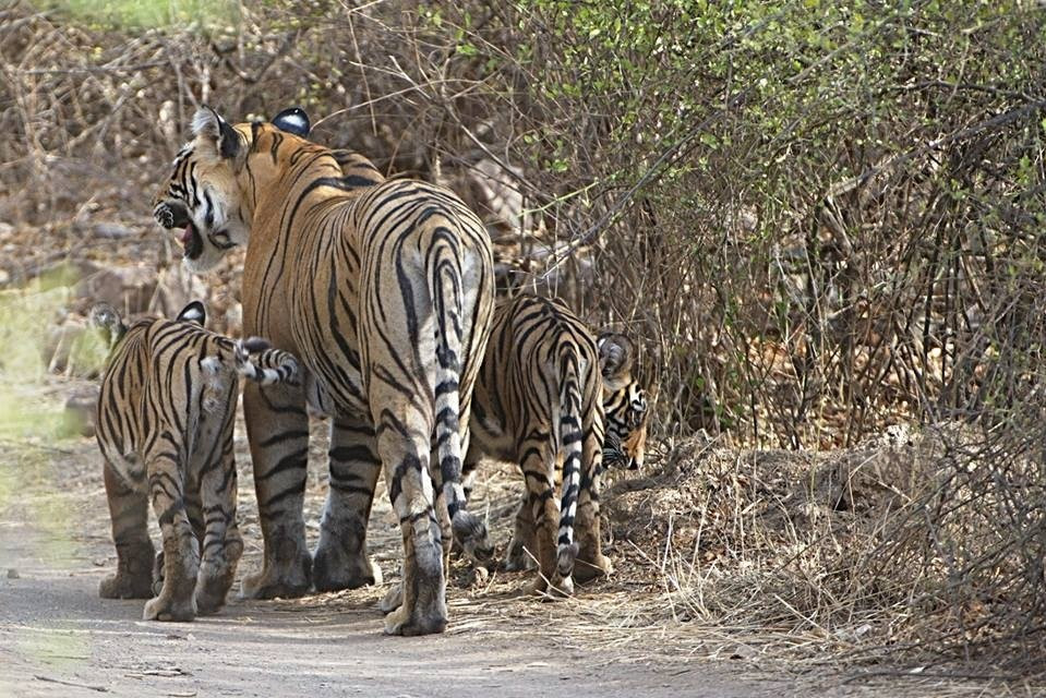 Visit2ranthambhore-瑟瓦伊马托布尔必去景点