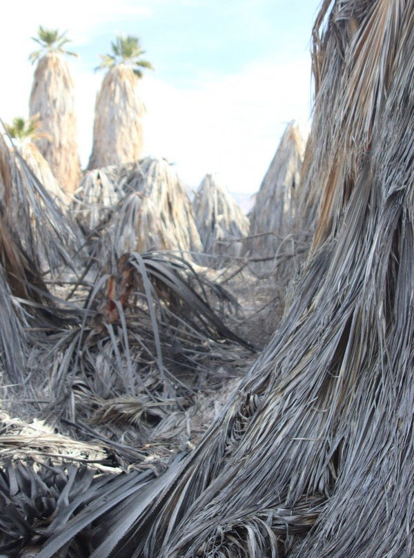 San Andres Trail-Salton City必去景点