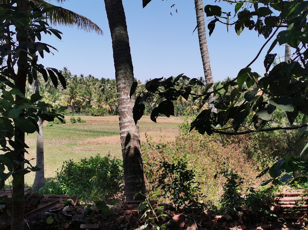 Doctors Ayurveda and Yoga centre-瓦卡拉必去景点