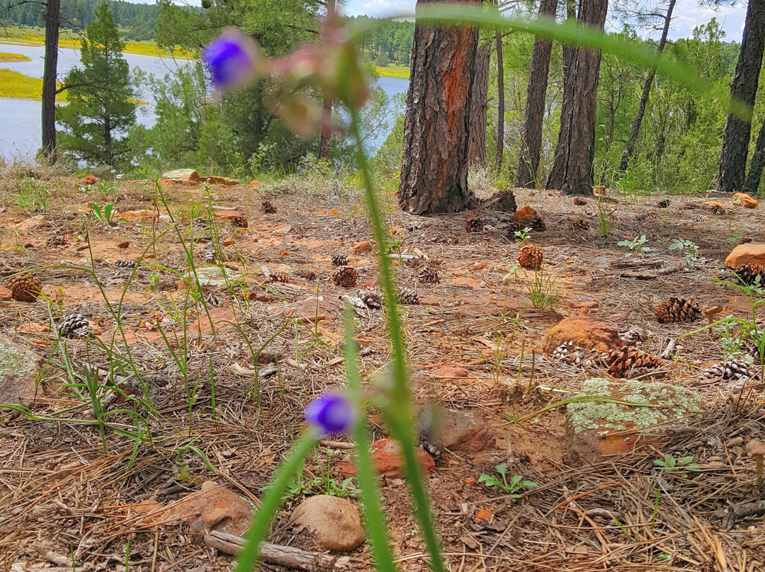 Fool Hollow Lake Recreation Area-肖洛必去景点