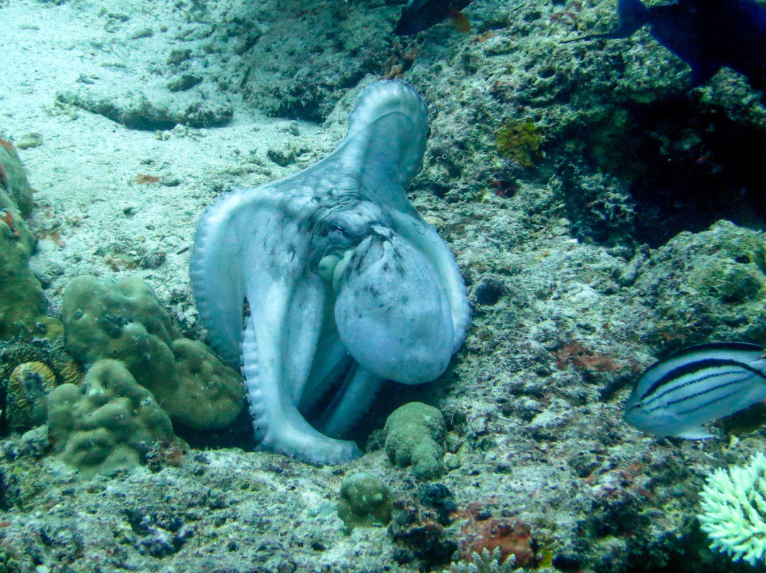 Moyo Island Resort主图