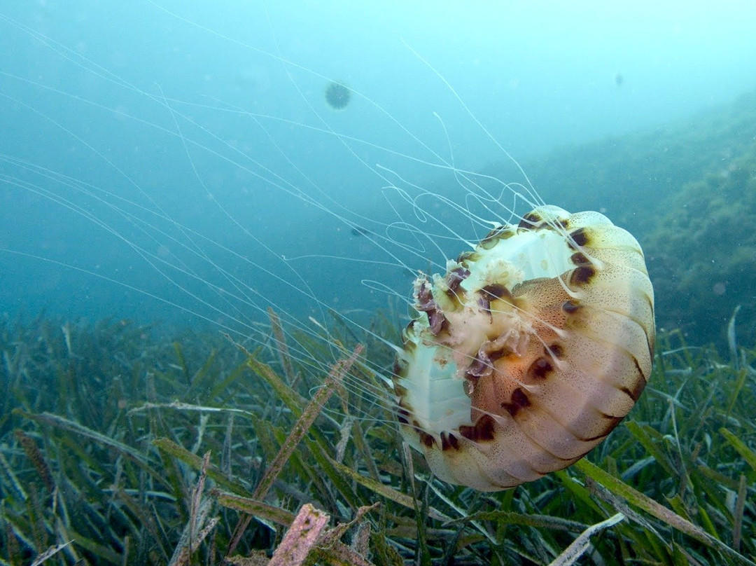 AixPlo Aix-en-Provence Plongée-普罗旺斯必去景点