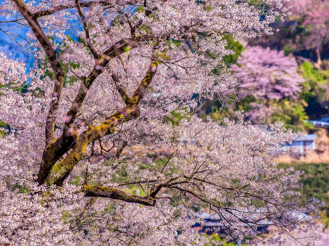 Hyotan Sakura Park-仁淀川町必去景点